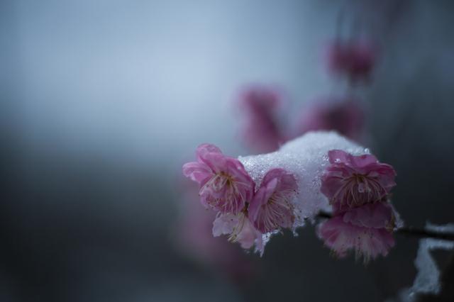 一枝春雪冻梅花（一枝春雪冻梅花打一花卉树木）