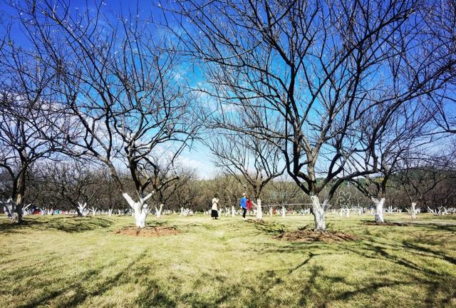 萝岗香雪公园（萝岗香雪公园门票价格-）