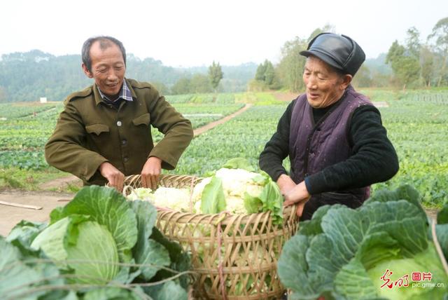 四川华蓥：滩涂变身“菜篮子”