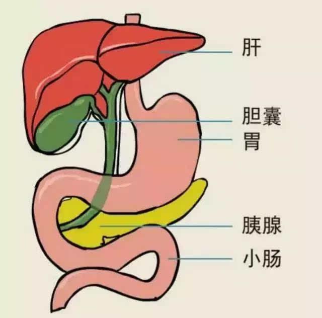 胆囊不是你想保就能保的，不符合这些条件，那就必须得切除胆囊了