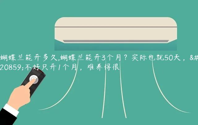 蝴蝶兰能开多久,蝴蝶兰能开3个月？实际也就50天，养不好只开1个月，难养得很